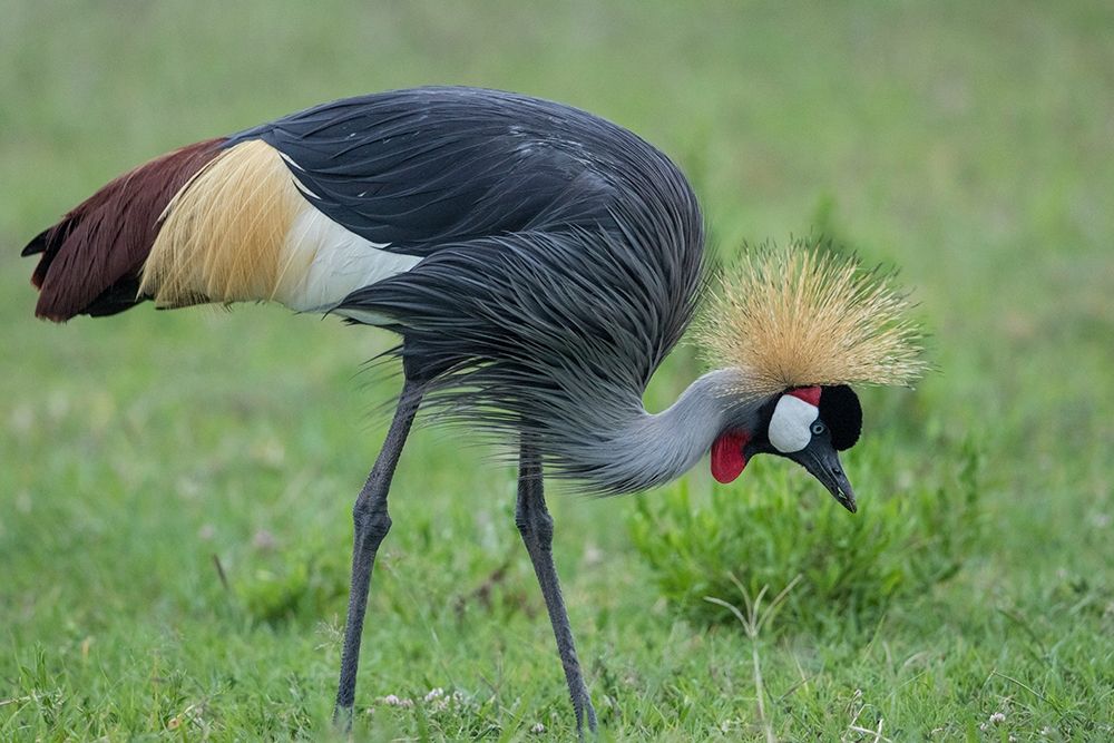 Africa-Tanzania-Ngorongoro Conservation Area-Grey Crowned Crane